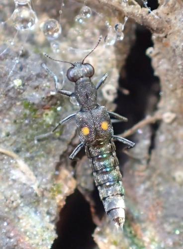 Stenus sp.